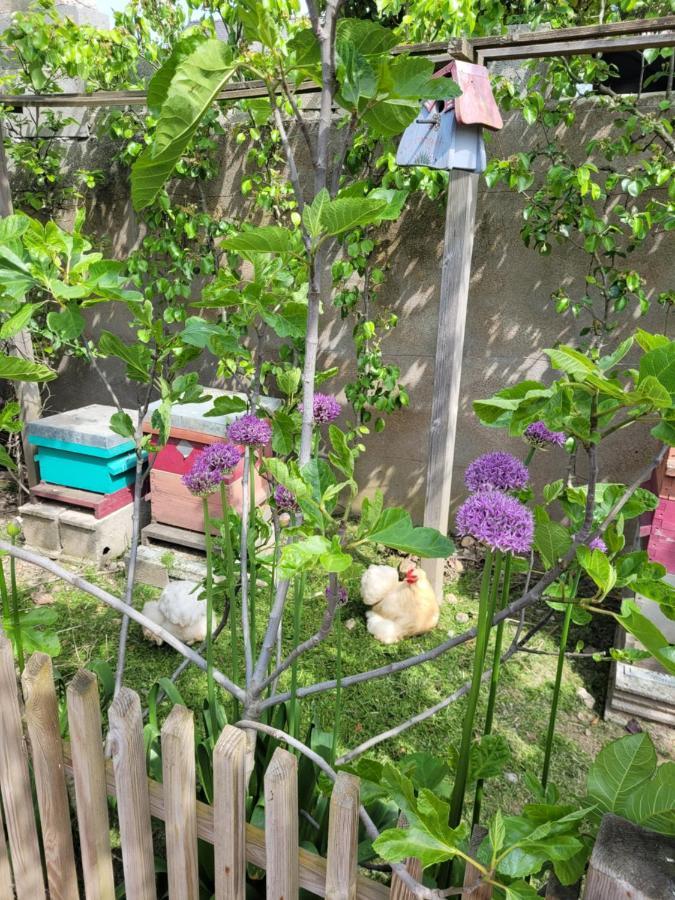 Tiny House Cosy 1 - Angers Green Lodge מראה חיצוני תמונה